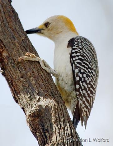 Golden-fronted Woodpecker_44367.jpg - Golden-fronted Woodpecker (Melanerpes aurifrons)Photographed at Goliad, Texas, USA.